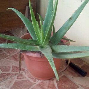Aloe Aloe Vera