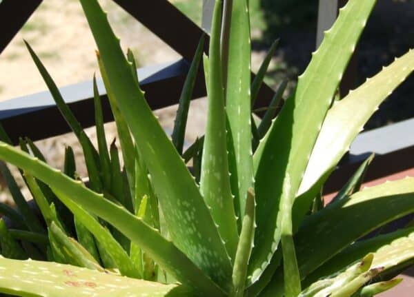 Aloe Aloe vera
