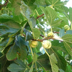 Fig Ficus carica