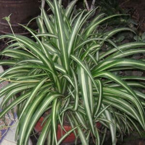 Spider Plant Chlorophytum comosum