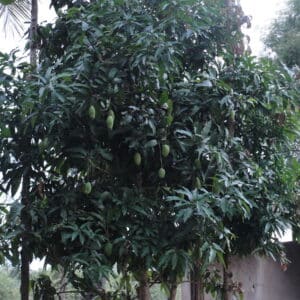 Mango Tree Mangifera indica