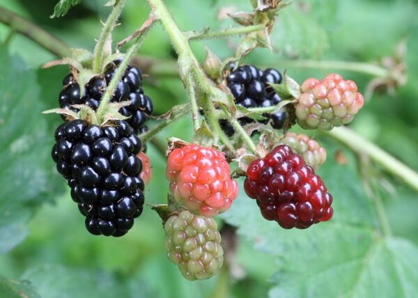 Blackberry Rubus fruticosus