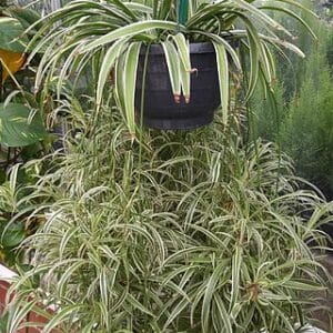 Spider plants Chlorophytum comosum