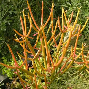 Pencil plant Euphorbia tirucalli