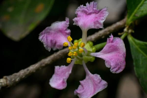 Barbados Cherry Malpighia emarginata