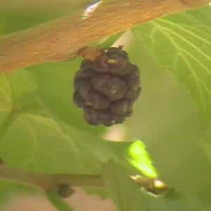Dwarf Mulberry Morus nigra
