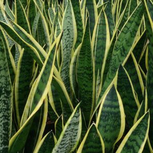 Snake Plants Dracaena trifasciata