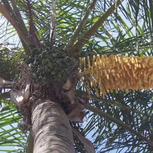 Queen Palm Syagrus romanzoffiana