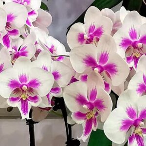 Phalaenopsis Orchid Phalaenopsis